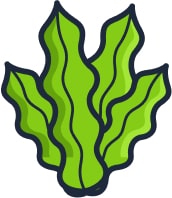 Feuille