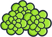 Feuille
